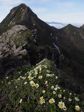 チョウノスケソウ